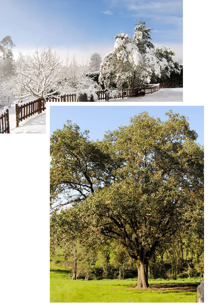 Árboles en Verano y en Invierno